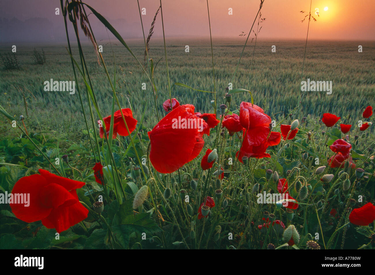 Coquelicots dans un champ d'orge à l'aube Flandre France Banque D'Images