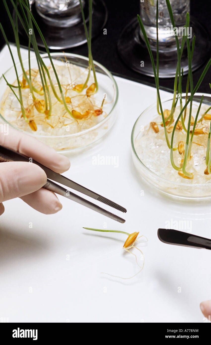 Personne qui haricot germé avec des brucelles, close-up de fèves germées Banque D'Images