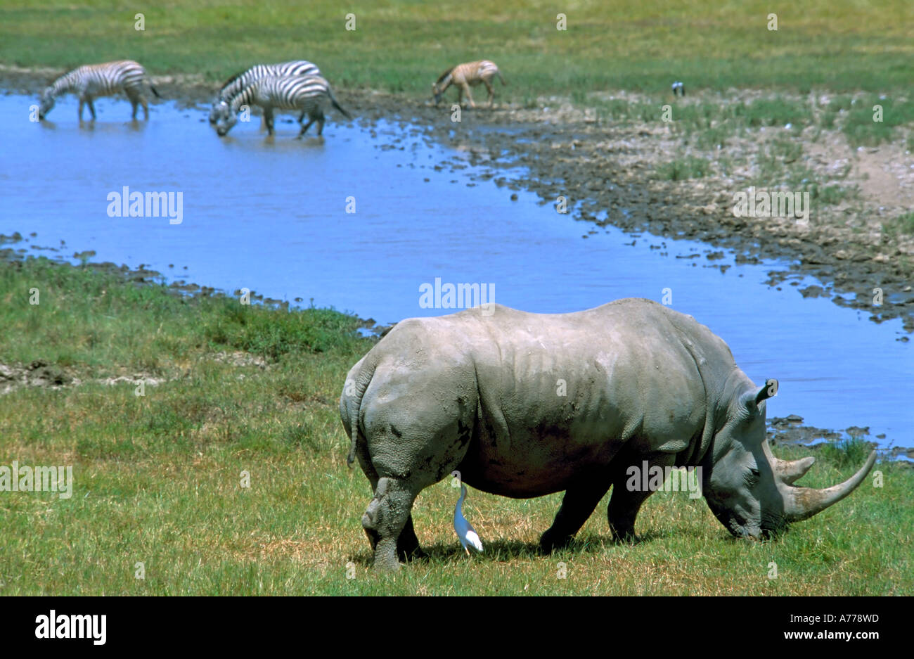 Un rhinocéros blanc d'être nettoyée par une aigrette dans une relation symbiotique dans un trou d'eau. Banque D'Images
