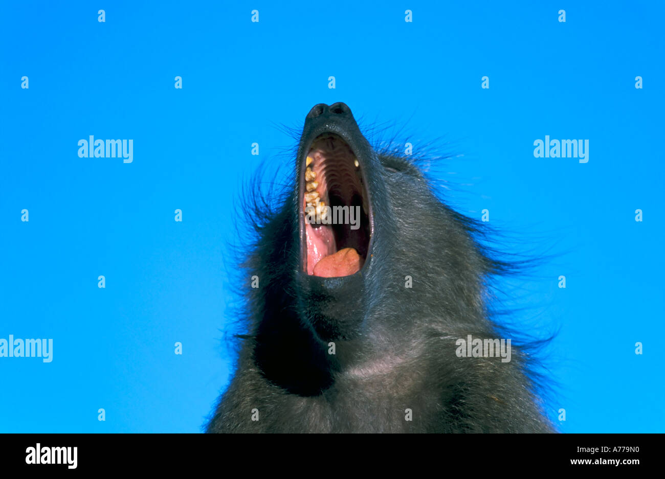 Portrait d'un babouin olive Papio anubis (la) tête avec sa bouche grande ouverte contre un ciel bleu. Banque D'Images