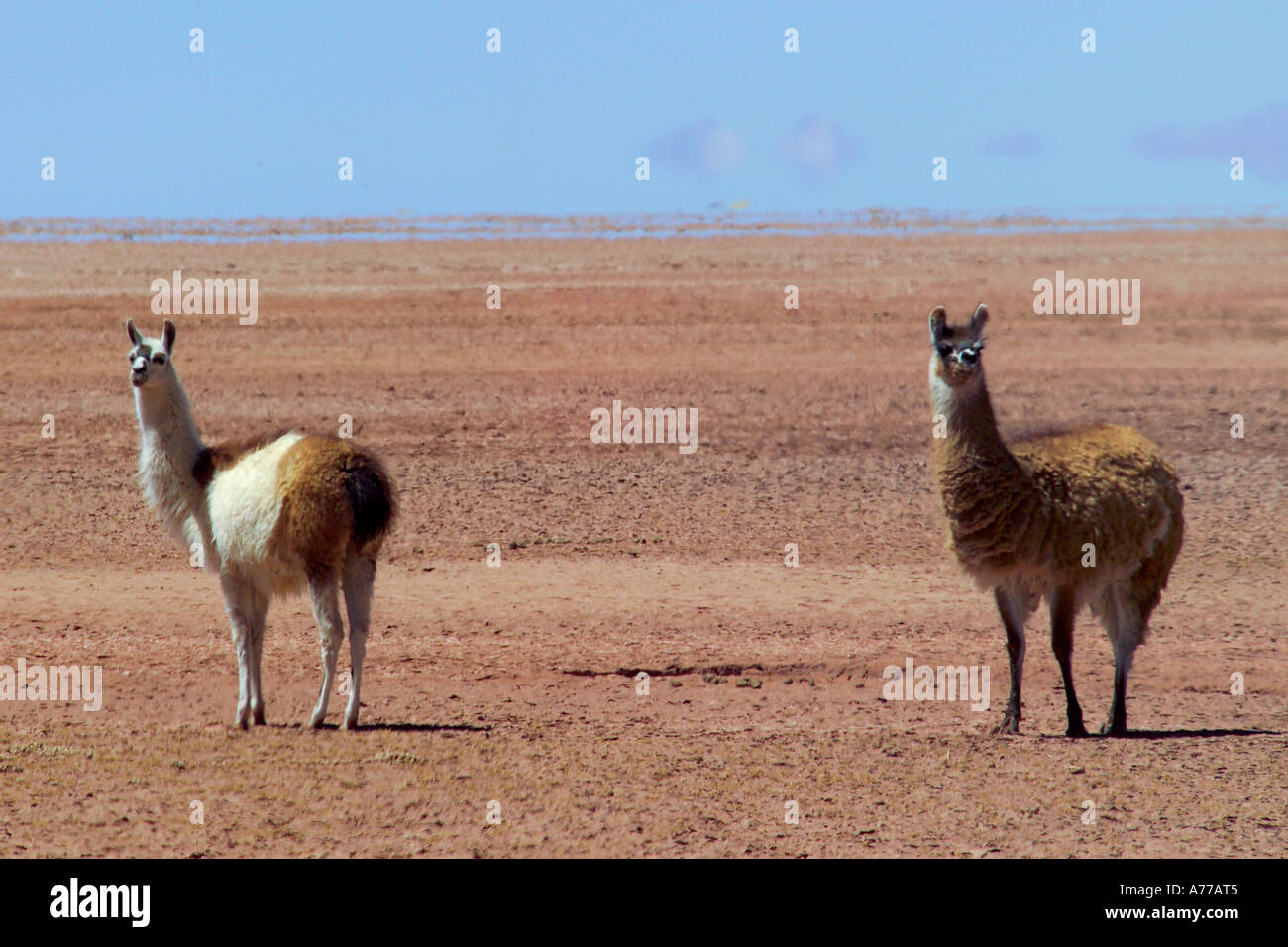 Deux de guanaco (Lama guanicoe) sur l'Altiplano péruvien. Banque D'Images