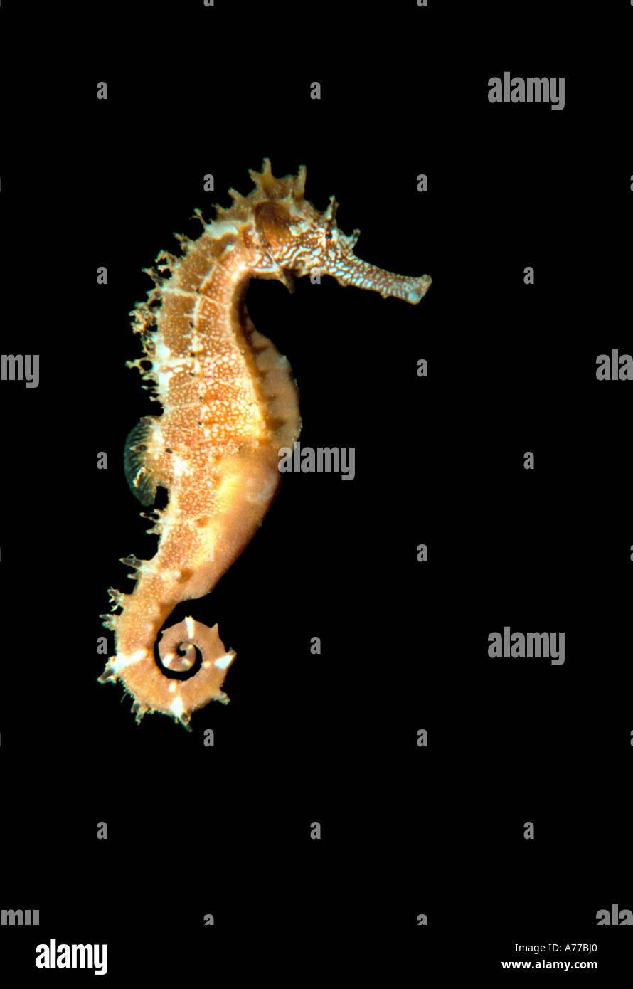 Question épineuse" (Hippocampus histrix) sur un fond noir. Banque D'Images