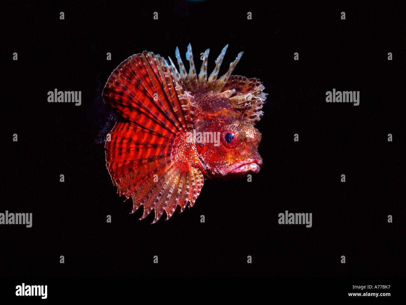 Close up d'un Requin rouge poisson-papillon (dendrochirus brachypterus) sur un fond noir. Banque D'Images