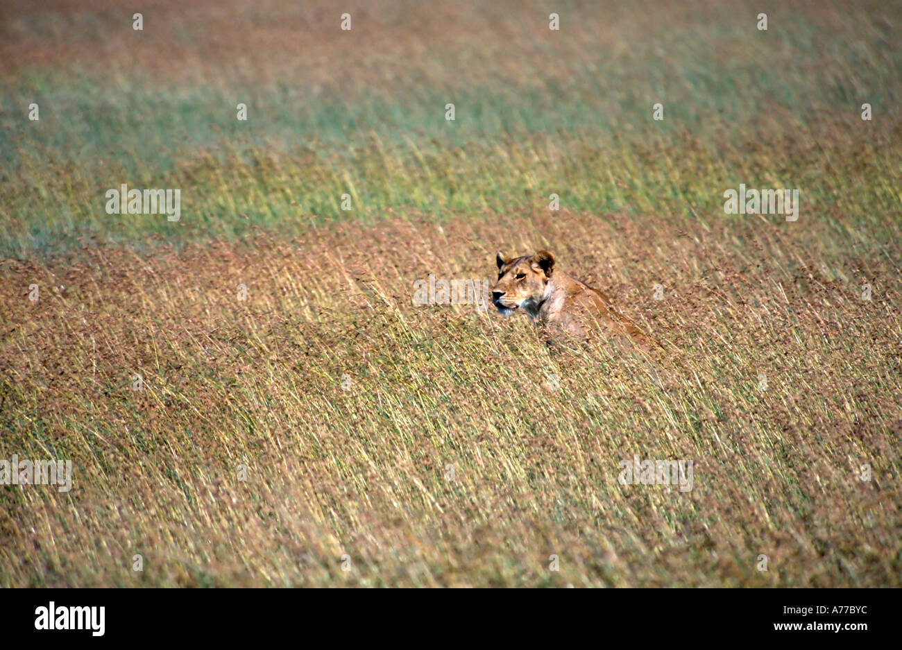 Une femelle solitaire lion (Panthera leo) assurer une veille dans l'herbe de la savane du Parc National du Serengeti. Banque D'Images