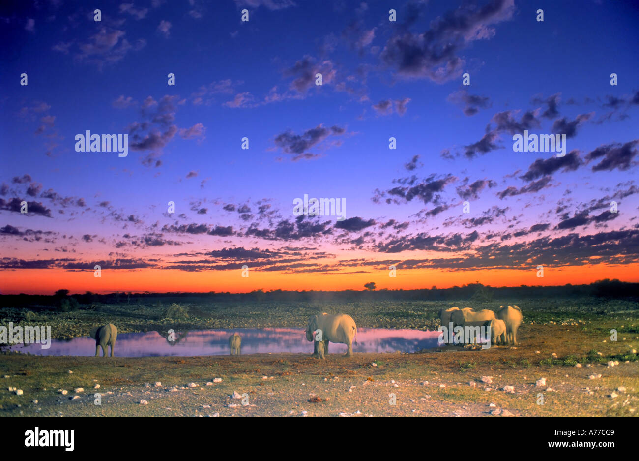 Un petit troupeau d'éléphants (Loxodonta africana) à partir d'un point d'eau potable au coucher du soleil dans le parc national d'Etosha. Banque D'Images