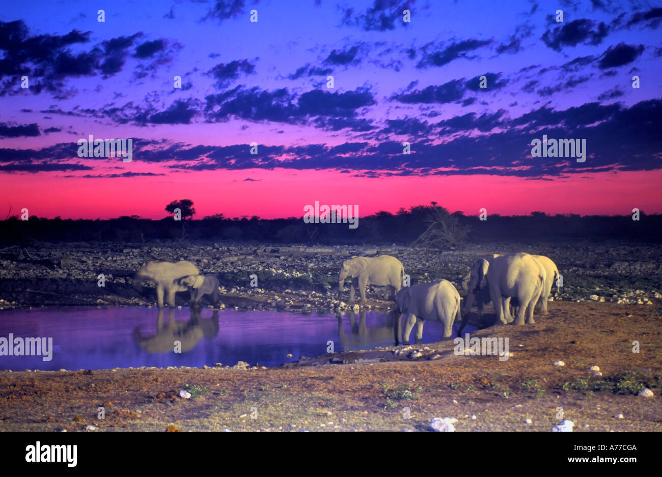Un petit troupeau d'éléphants (Loxodonta africana) à partir d'un point d'eau potable au coucher du soleil dans le parc national d'Etosha. Banque D'Images