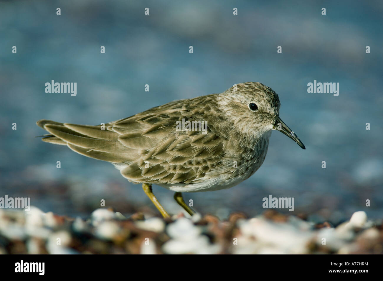 Le Bécasseau minuscule (Calidris minutilla) mer de Cortes, Baja California au Mexique l'hiver Banque D'Images