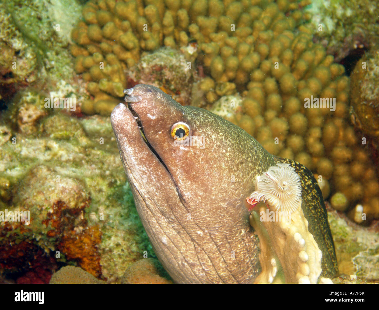 Goldentail Moray Eel, Gymnothorax miliaris Banque D'Images