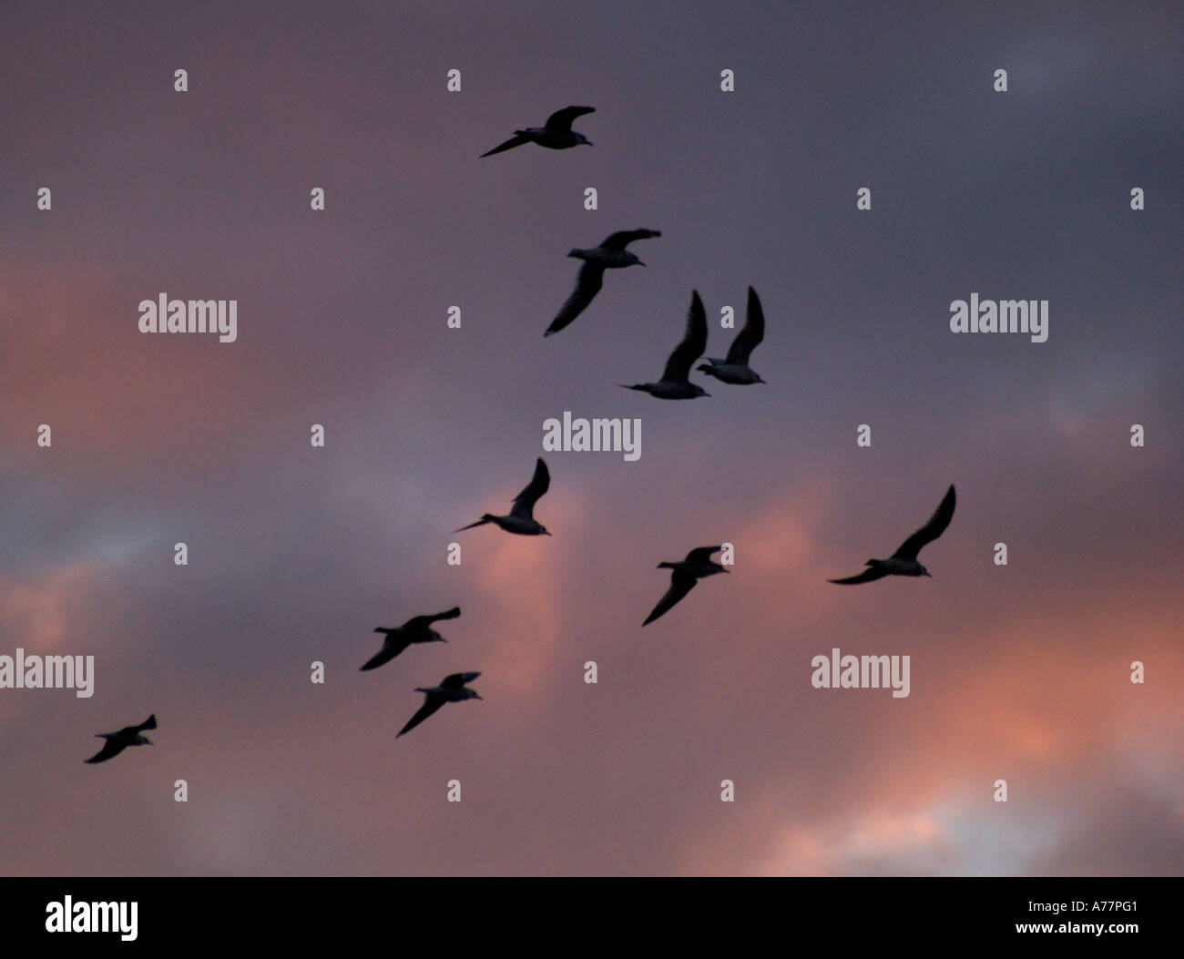 Un groupe de goélands vole au-dessous d'un ciel coloré par le lever tôt le matin Banque D'Images