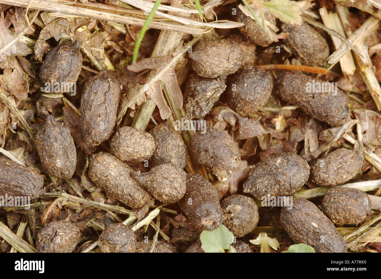 Crottes de lapin Banque de photographies et d’images à haute résolution Alamy