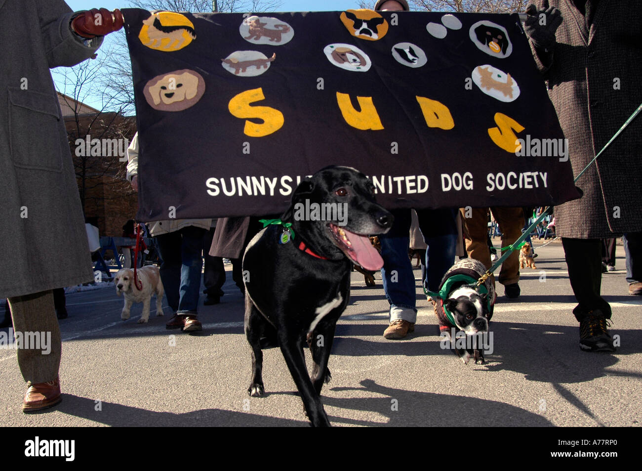 Les membres de la société Sunnyside United chien mars dans le le Sunnyside Queens St Patrick s Day Parade à NEW YORK Banque D'Images Les membres de la société Sunnyside United chien mars dans le le Sunnyside Queens St Patrick s Day Parade à NEW YORK Banque D'Images