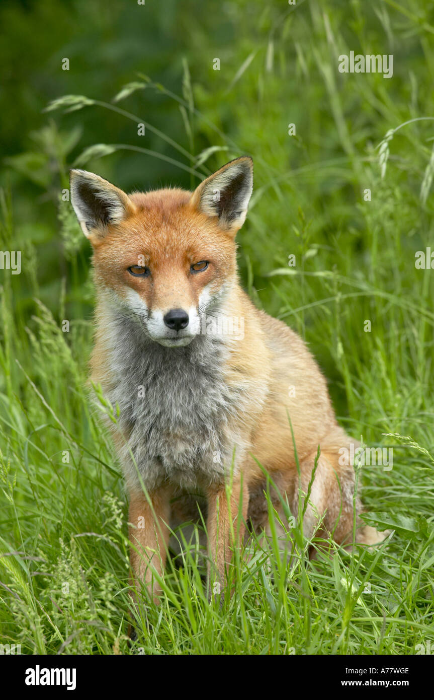 Le renard roux (Vulpes vulpes) Banque D'Images