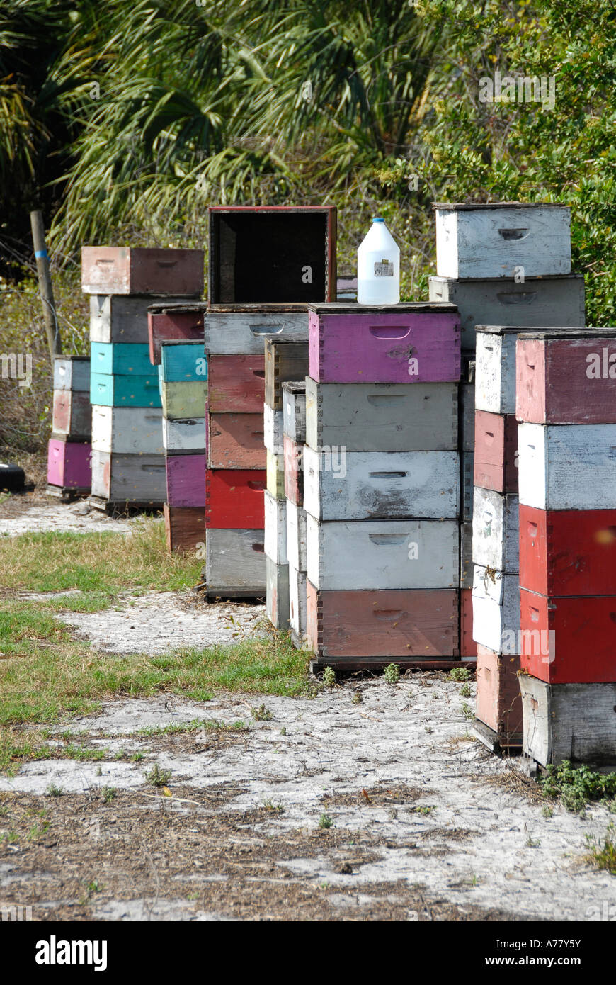 Ruches d'abeilles à miel sont utilisées pour polliniser les fleurs orange dans les orangeraies de Central Florida FL Banque D'Images