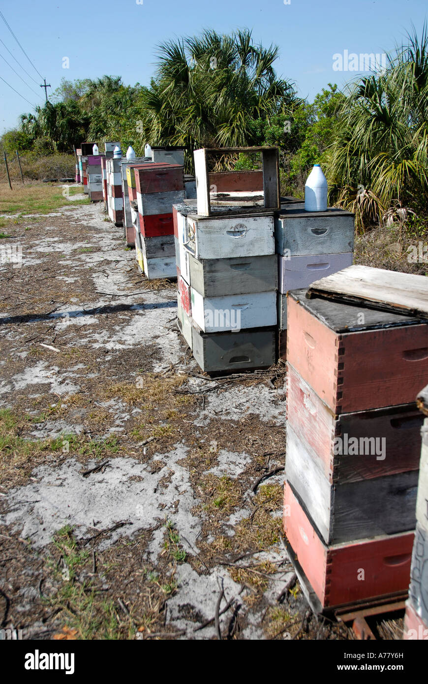 Ruches d'abeilles à miel sont utilisées pour polliniser les fleurs orange dans les orangeraies de Central Florida FL Banque D'Images