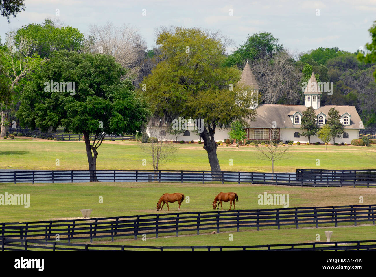 Des fermes dans la région de Ocala en Floride FL Banque D'Images