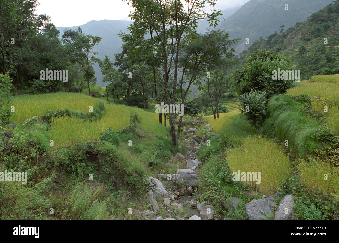 Rizières pittoresques dans un cadre Syange Annapurna Népal zone Banque D'Images