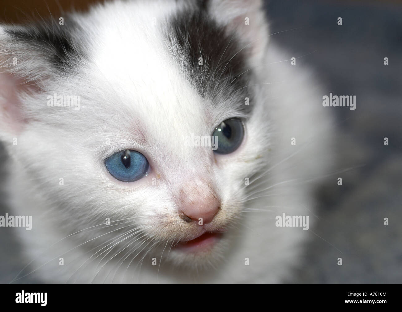 Du chaton aux yeux bleus visage couvert de chats après avoir mangé Banque D'Images