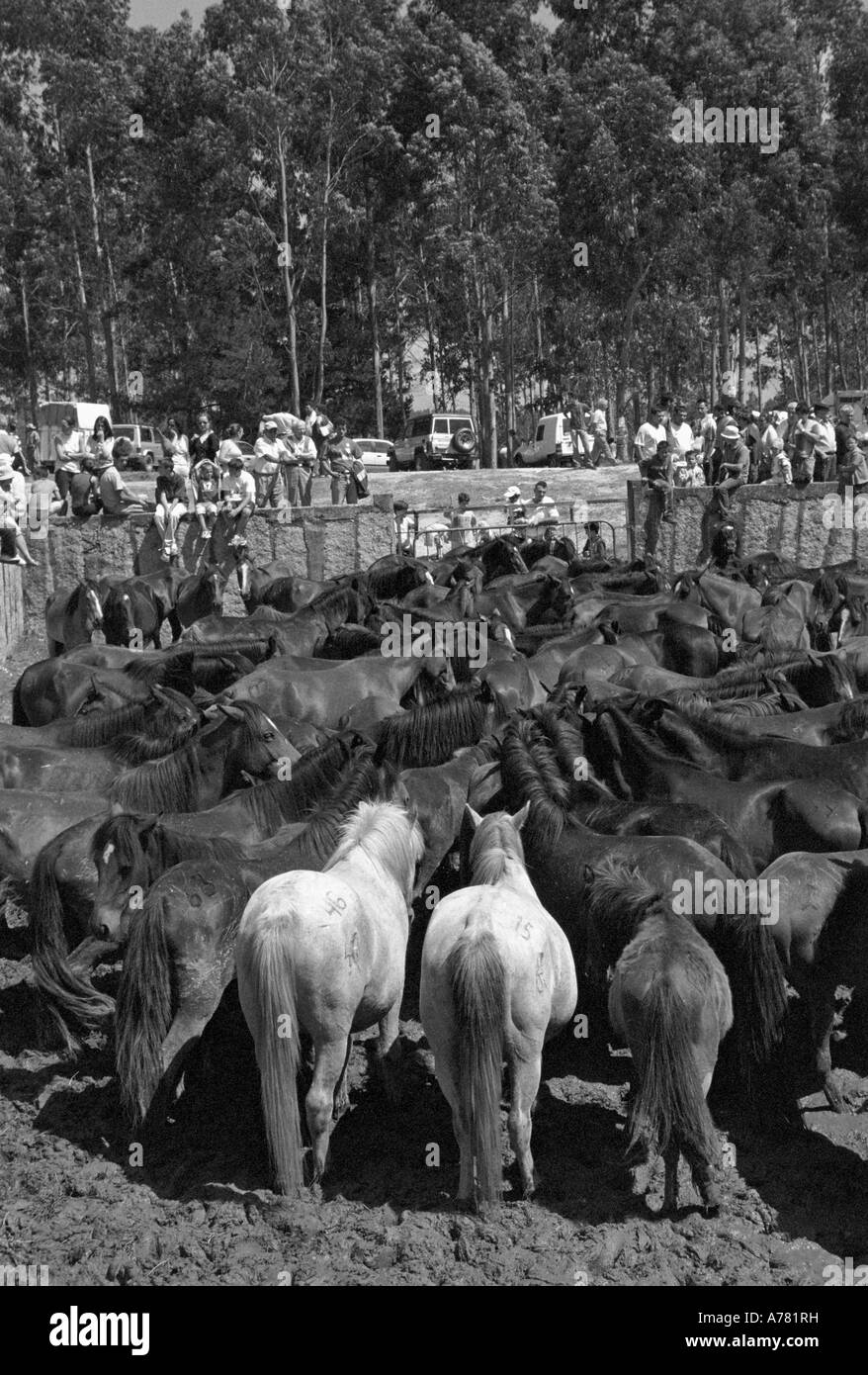 Chevaux sauvages rassemblés dans le curro pendant le festival cheval Corral de San Cibrao Galice Espagne Banque D'Images