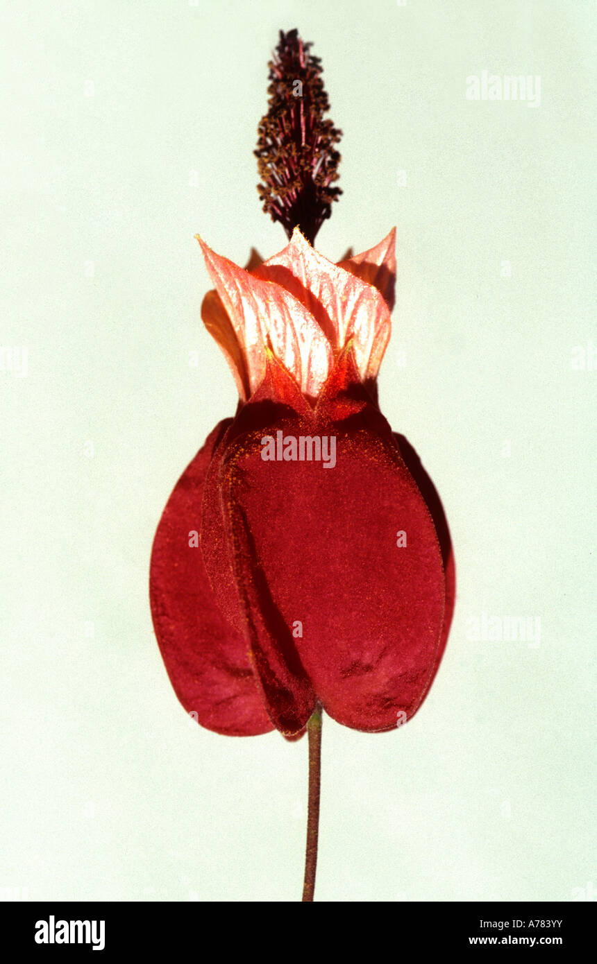 fleurs rouges Banque D'Images