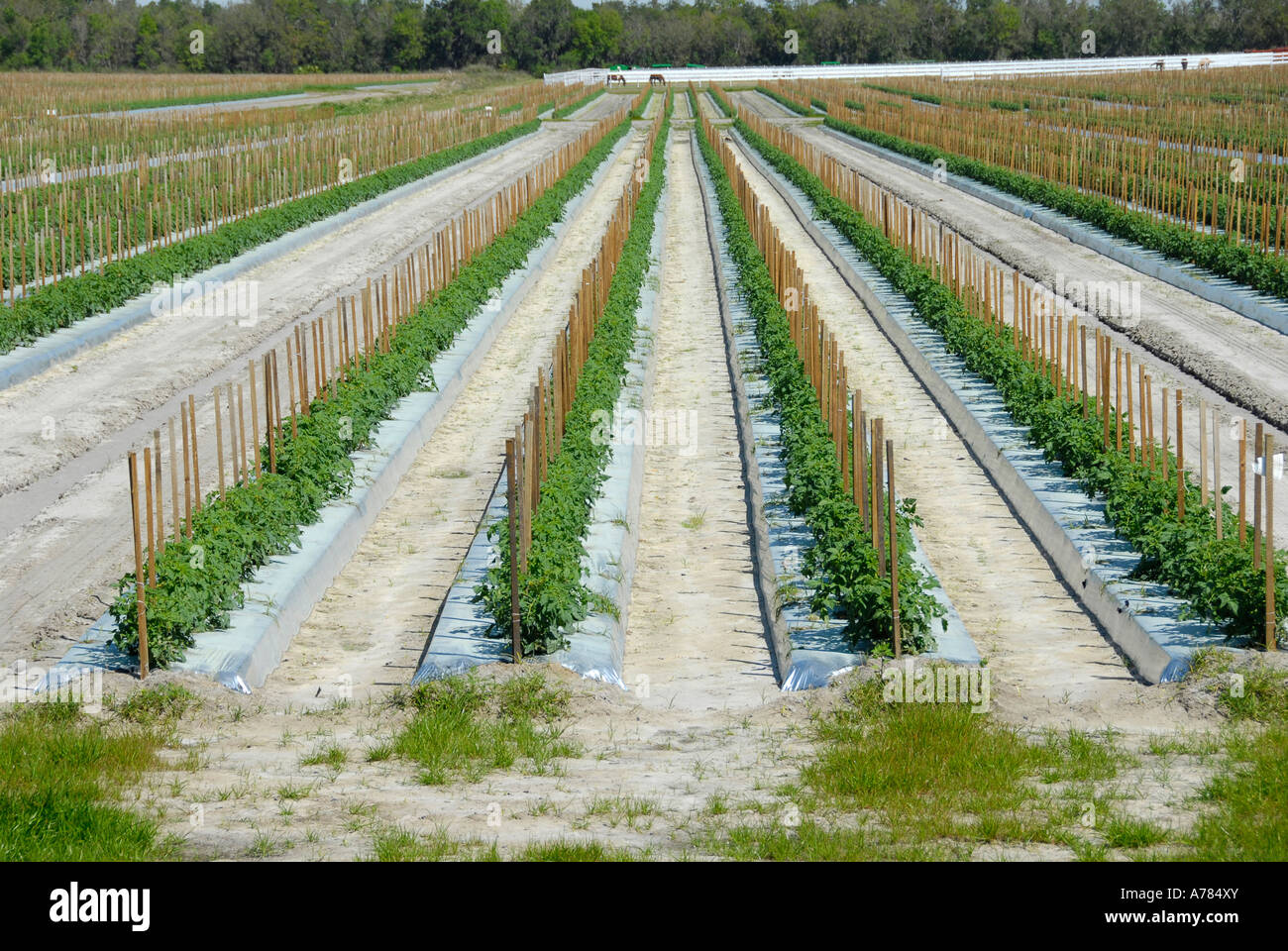 Les plants de tomates en Floride Domaine FL FLA US United States Banque D'Images