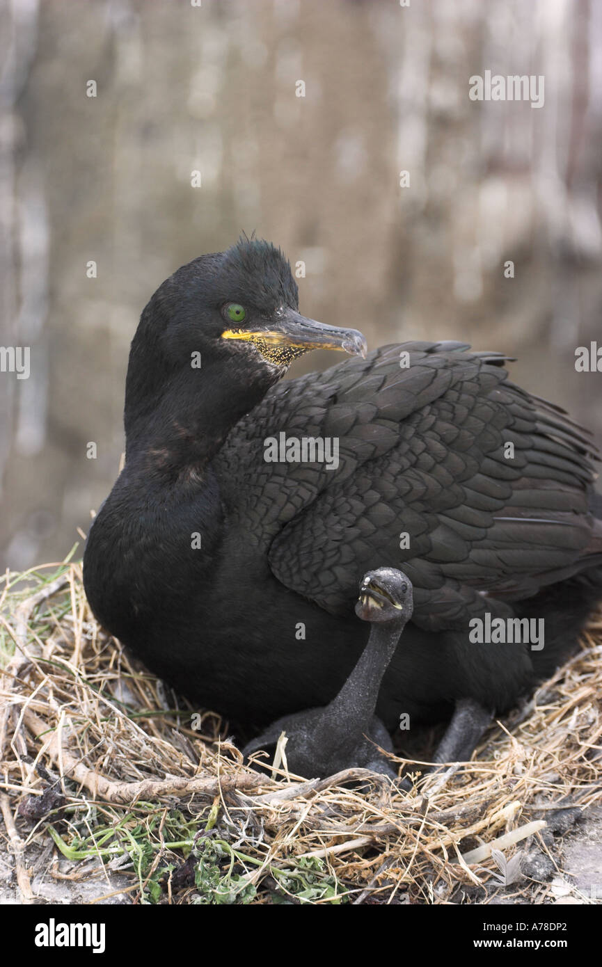 Des profils shag Phalacrocorax aristotelis sur son nid avec les jeunes poussins juvéniles Banque D'Images