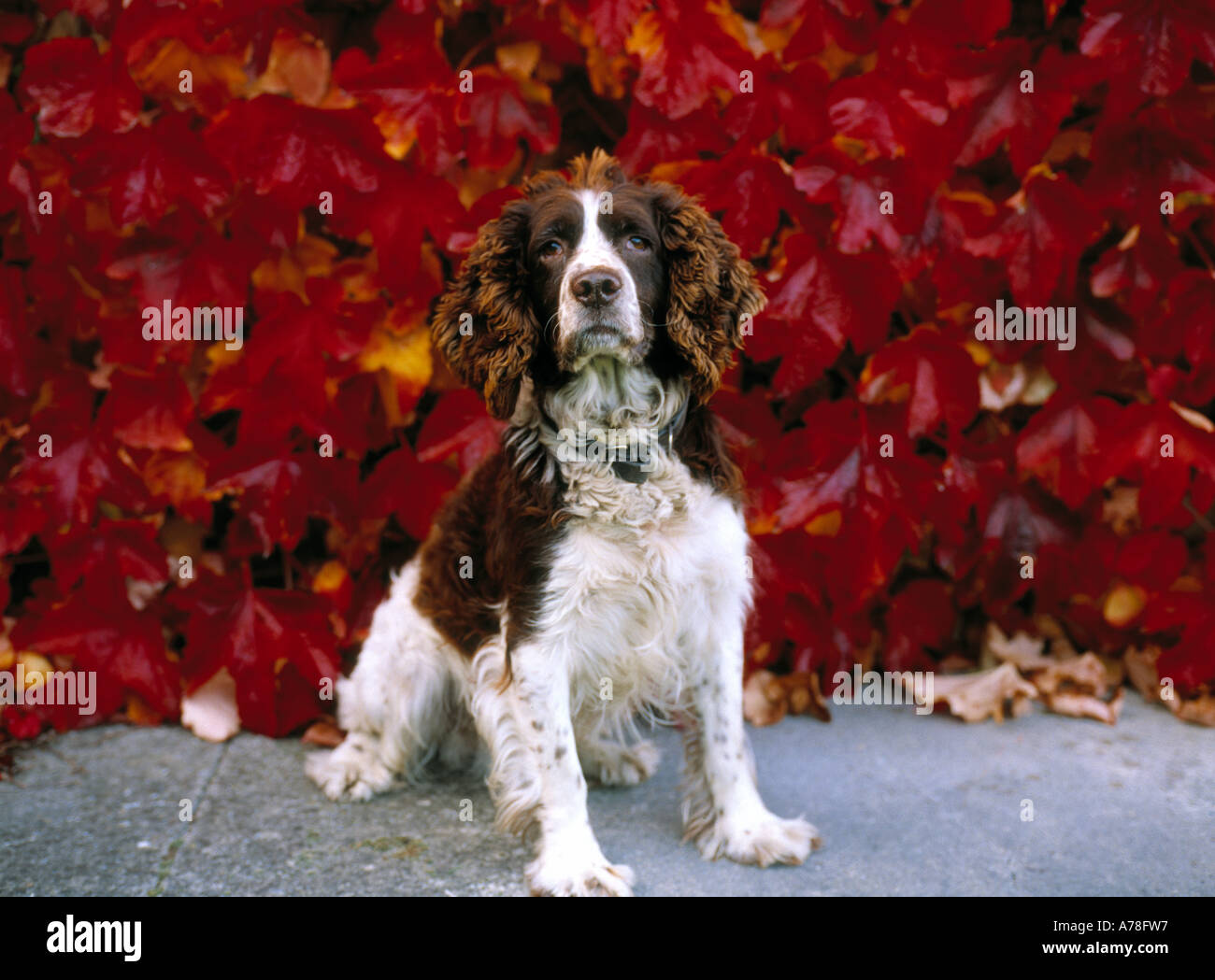 Springer spaniel chien en face de vigne vierge en automne Banque D'Images