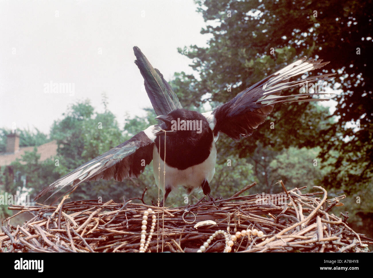 Bird thief Banque de photographies et d'images à haute résolution - Alamy