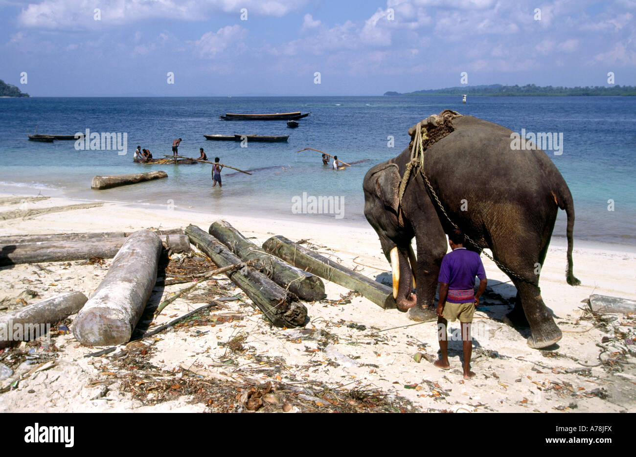 L'Inde Iles Andaman Havelock village numéro un éléphant des forêts en faisant glisser les journaux de gurjun beach Banque D'Images