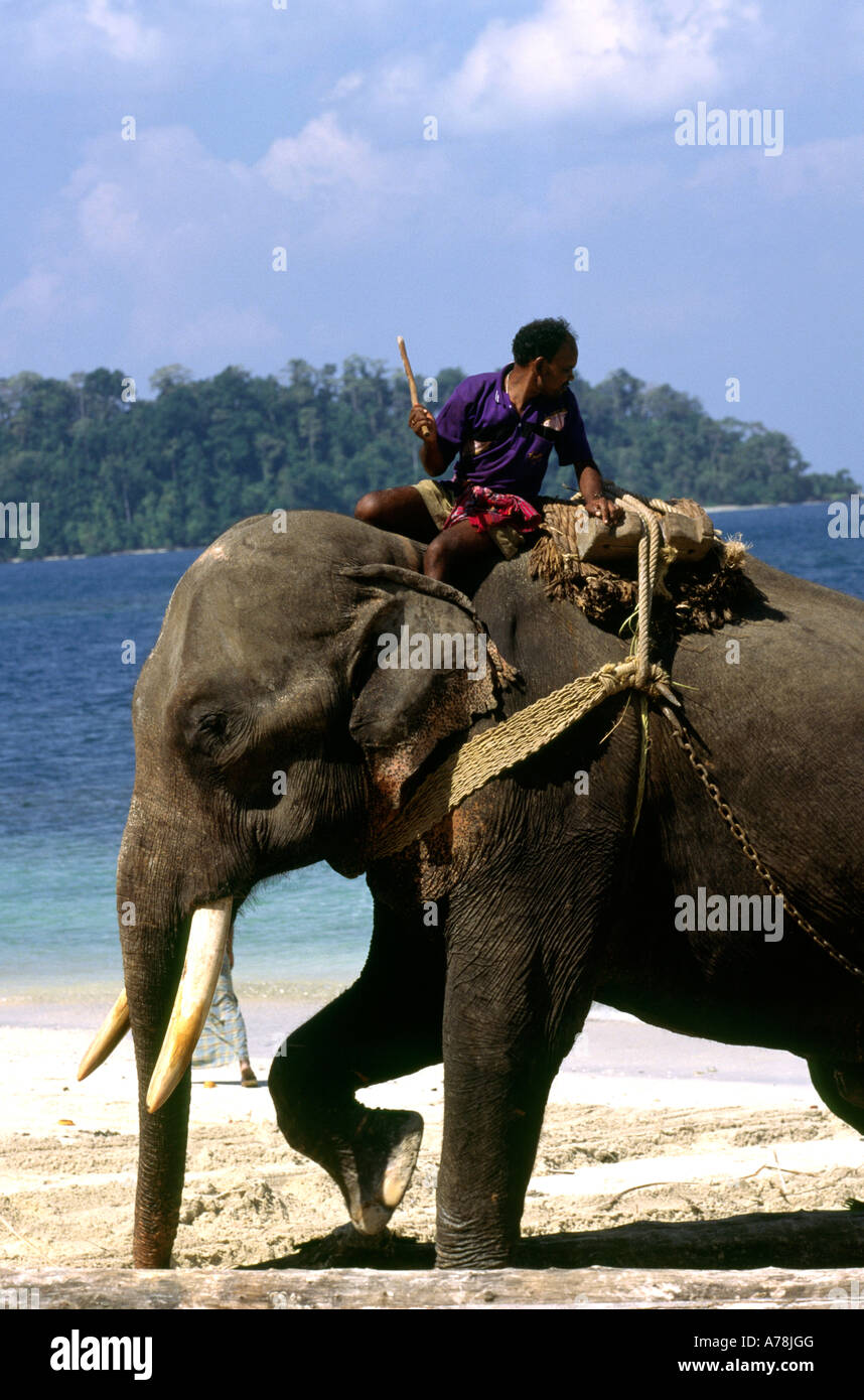L'Inde Iles Andaman Havelock village Numéro Un éléphant des forêts en faisant glisser les journaux de gurjun beach Banque D'Images