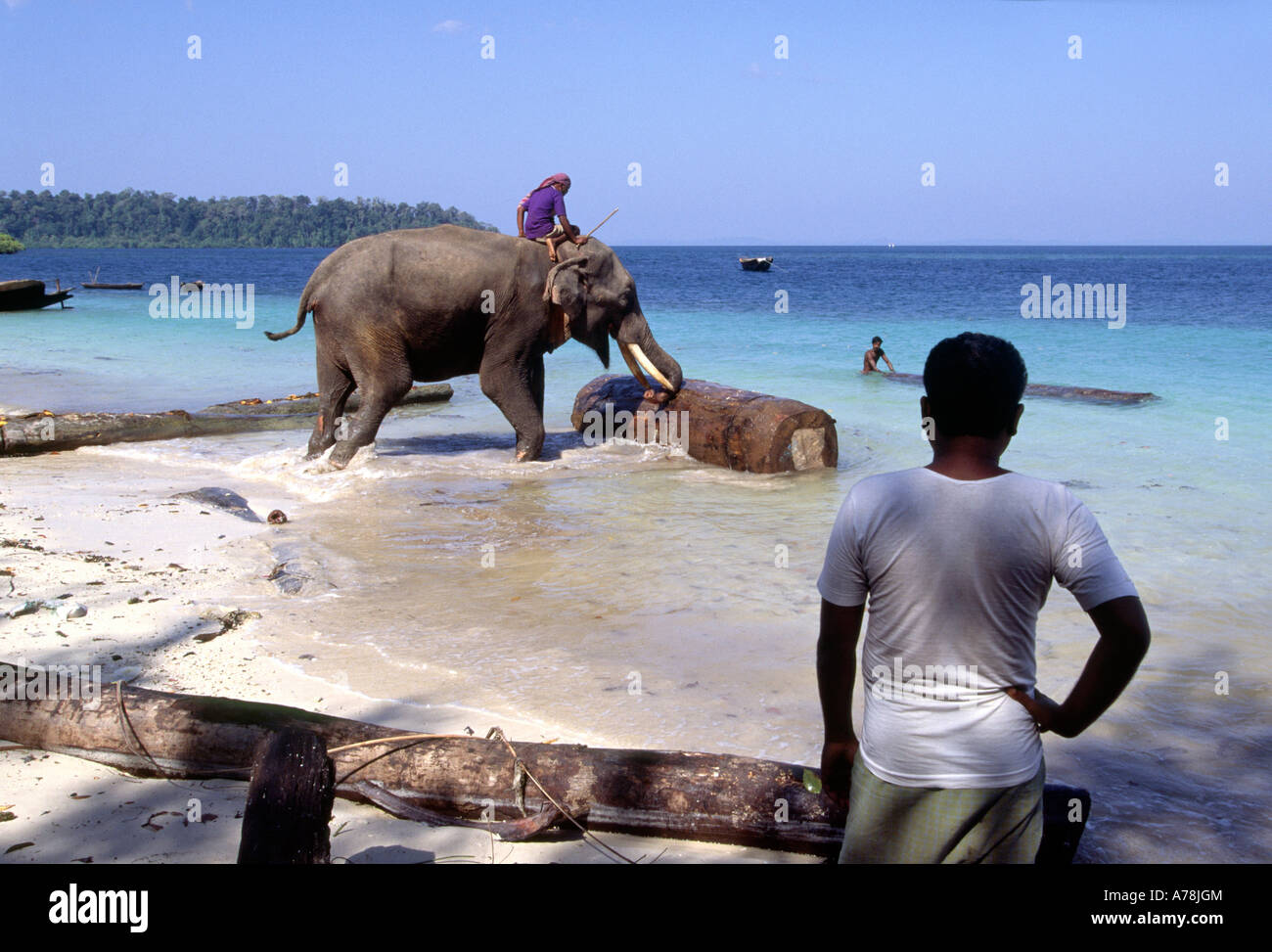 L'Inde Iles Andaman Havelock n° 1 foresterie villageoise elephant déménagement gurjun sciage de la plage Banque D'Images