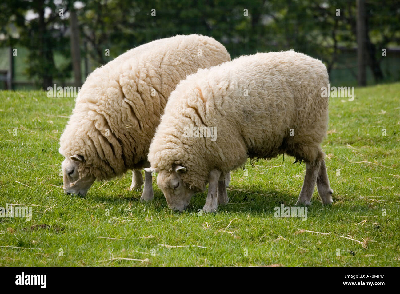 Deux moutons musclé double Loegel Jet race rare Trust Cotswold Farm Park Temple Guiting près de Bourton on the water UK Banque D'Images