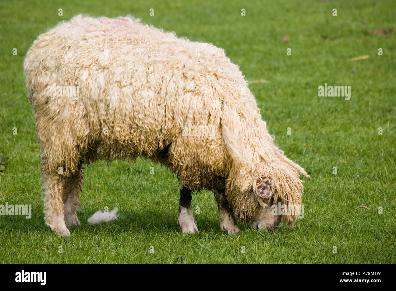 Le pâturage de brebis moutons Cotswold race rare Trust Cotswold Farm Park Temple Guiting près de Bourton on the water UK Banque D'Images