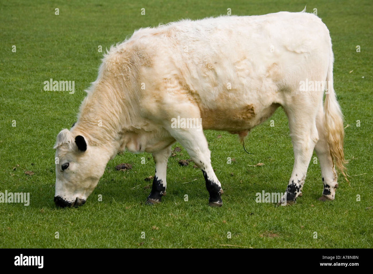 Livre blanc britannique vache race rare de pâturage du bétail Trust Cotswold Farm Park Temple Guiting près de Bourton on the water UK Banque D'Images