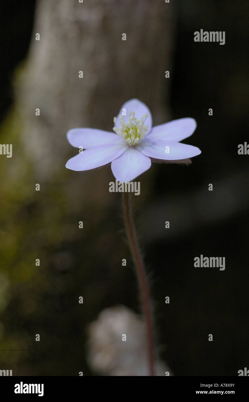 Lobes pointus Hepatica wildflower Banque D'Images