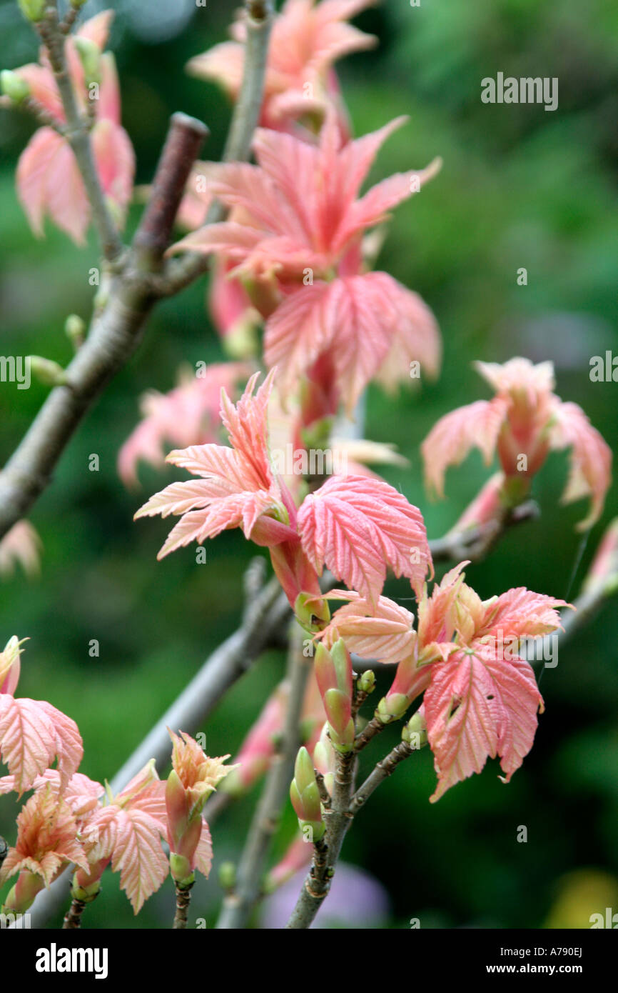 Les nouvelles pousses de l'Acer Brilliantissima sont rose crevette Banque D'Images