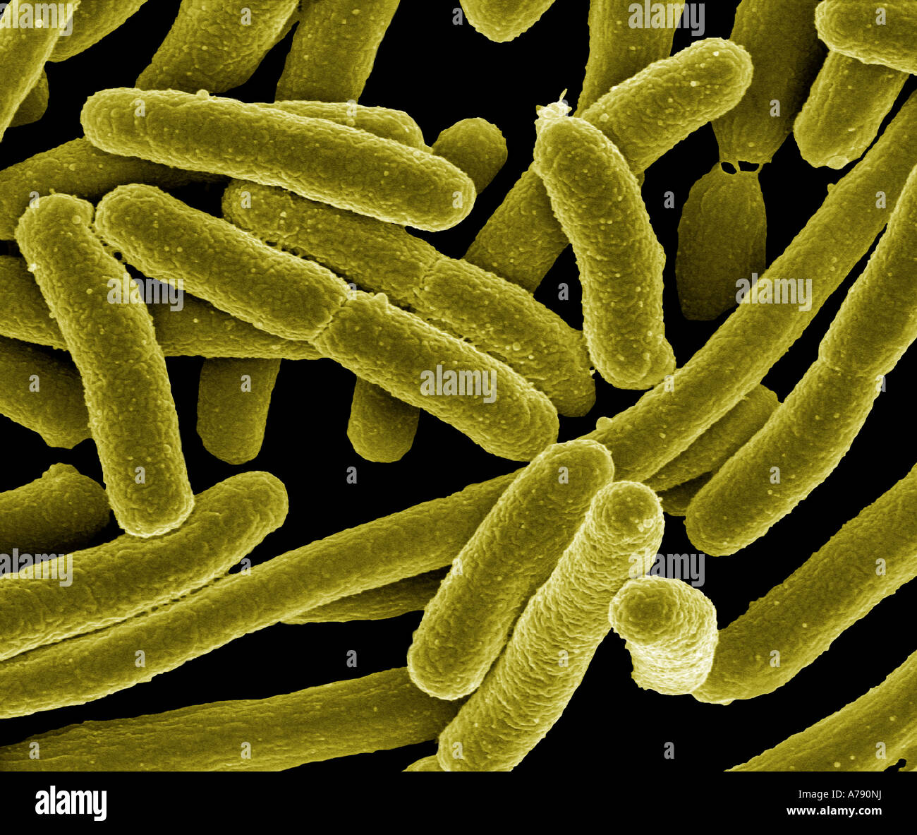 Micrographie électronique à balayage d'Escherichia coli en culture et ont adhéré à une lamelle Banque D'Images