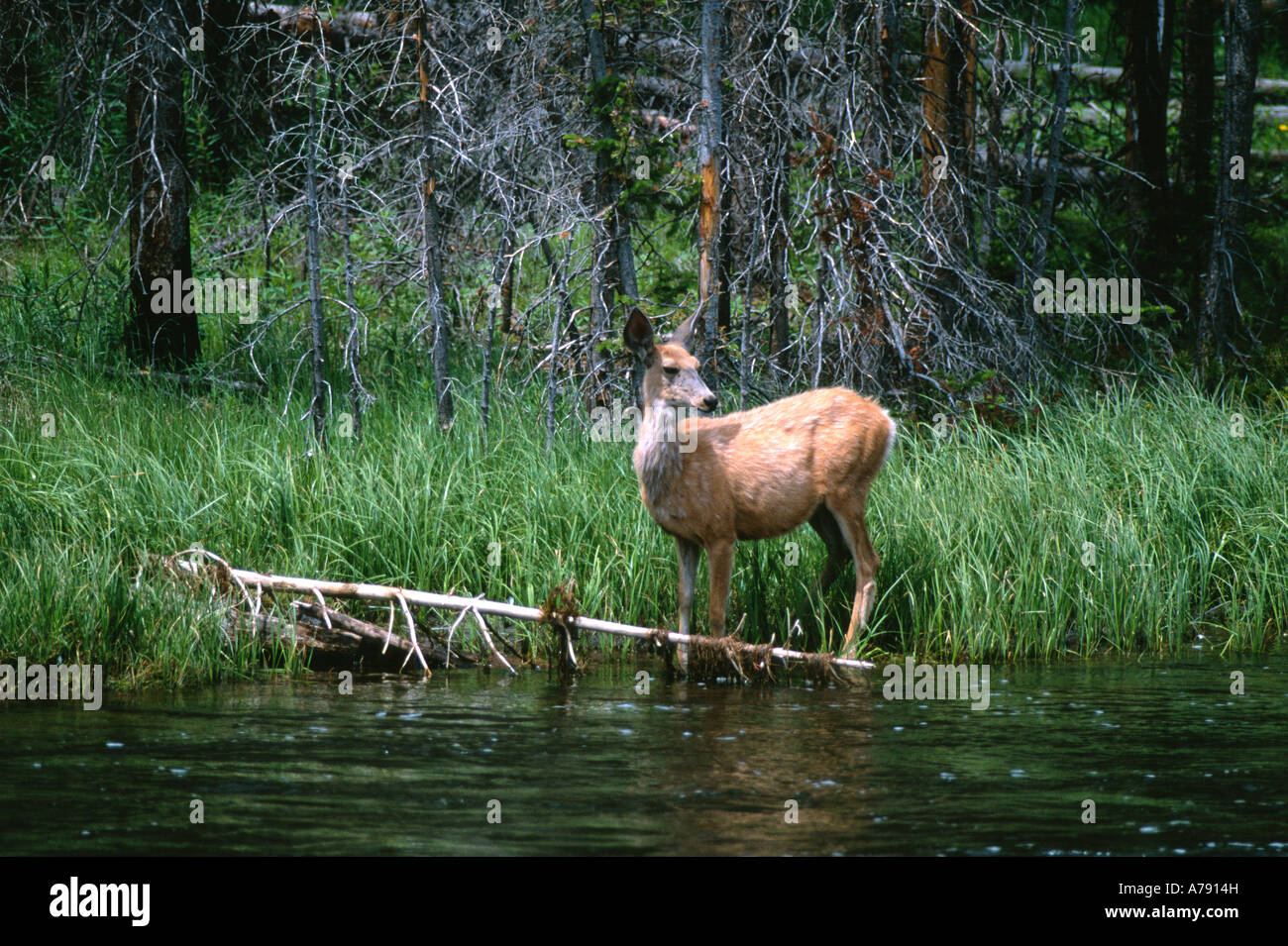 Le cerf sur les rives de la rivière Madison dans le Parc National de Yellowstone au Wyoming USA Banque D'Images