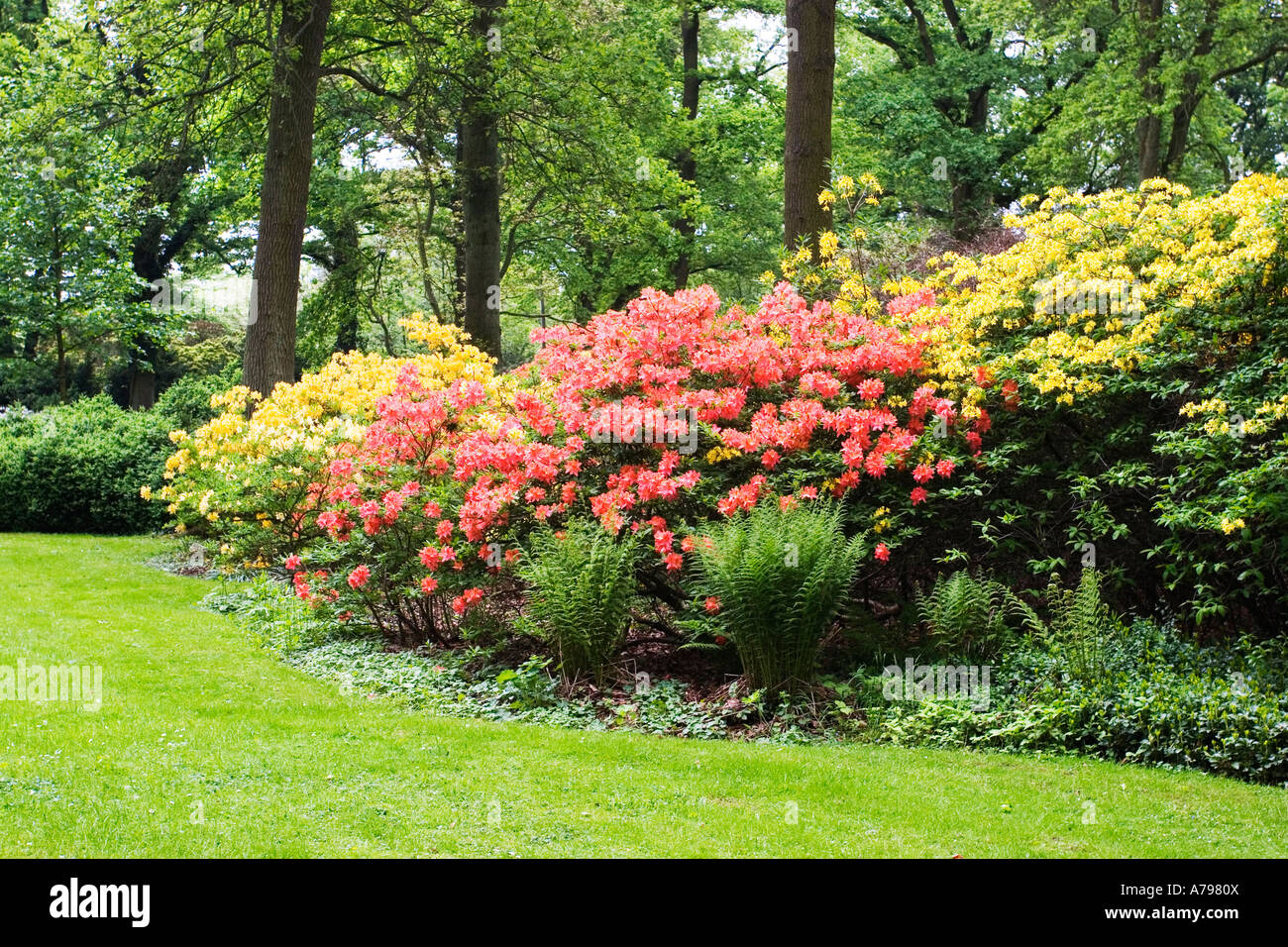 Parc des rhododendrons de Brême Allemagne Mai 2006 Banque D'Images