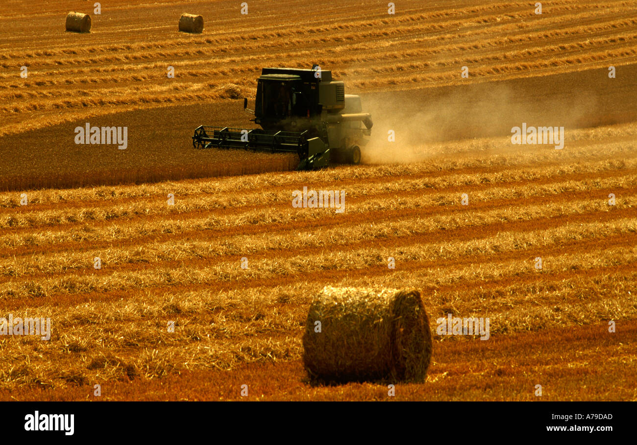 La récolte de maïs harvester combiné vallée de la meuse lorraine france Banque D'Images