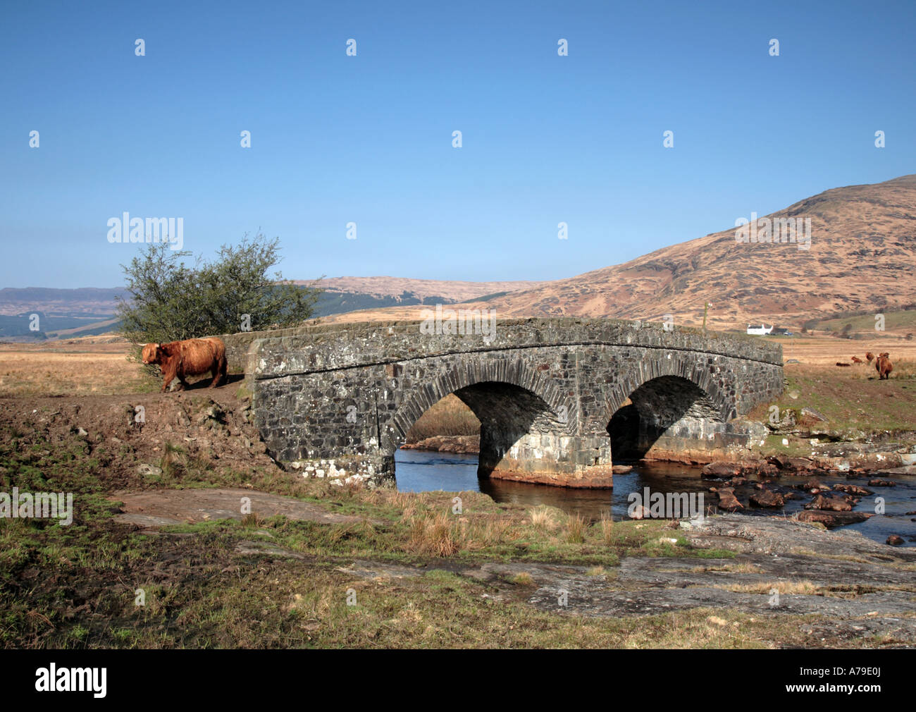 Vache Highland crossing,pack horse Bridge, île de Mull, en Ecosse, Royaume-Uni, Europe Banque D'Images