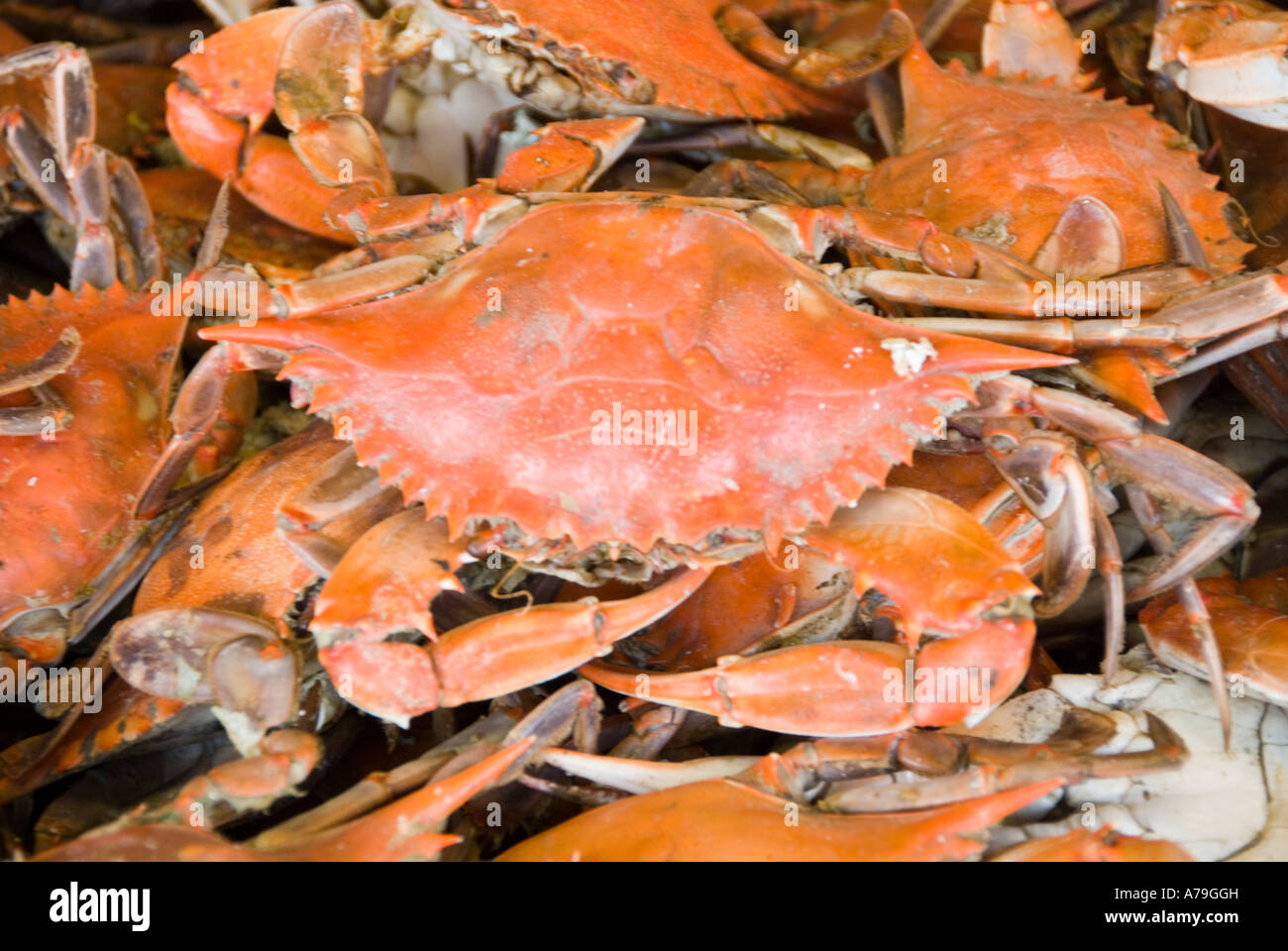 Washington DC La nourriture du poisson frais et des fruits sur le marché de la vente de l'Avenue du Maine le crabe bleu de la baie de Chesapeake et divers poissons Banque D'Images