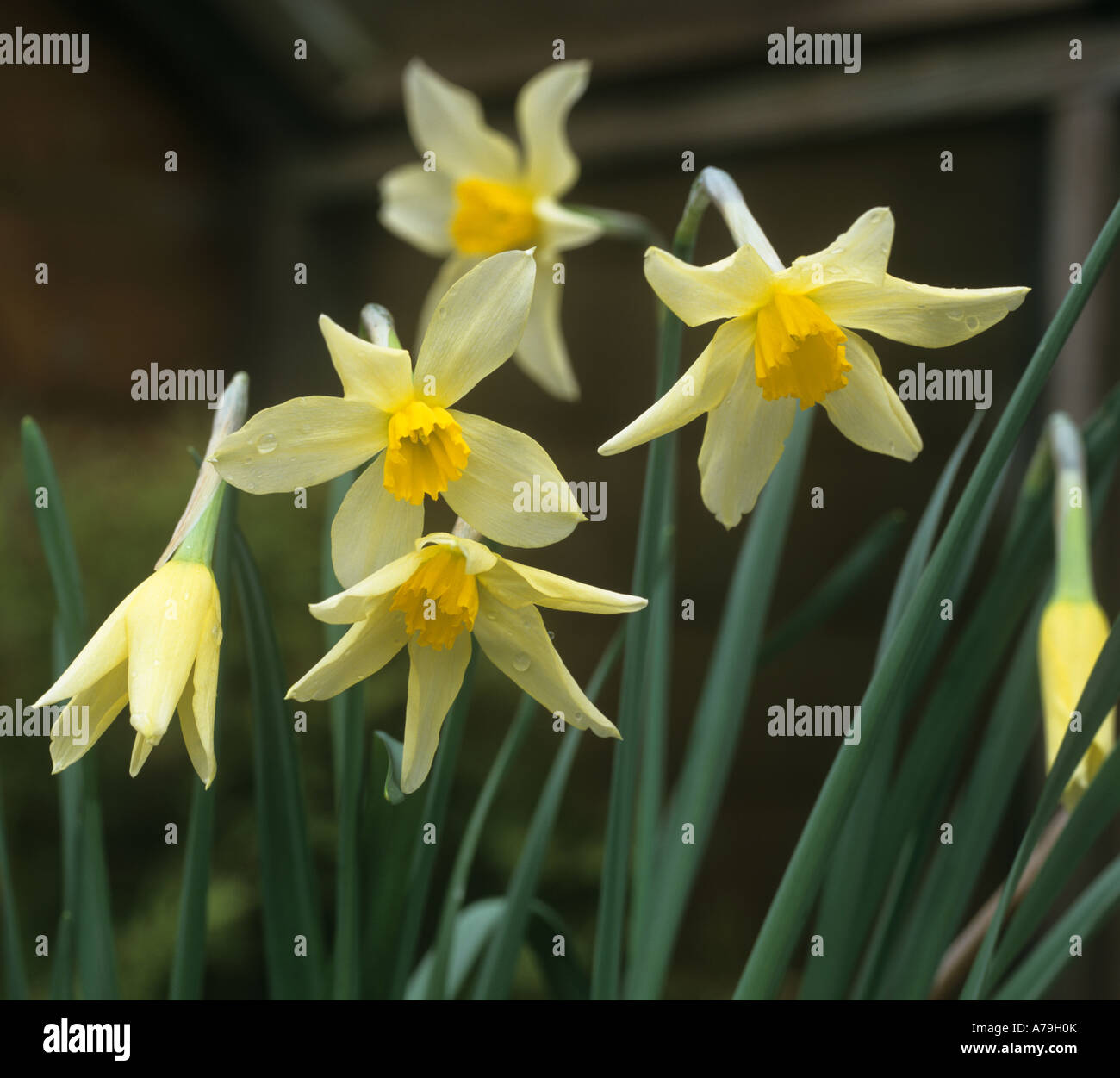 Narcisse fleurs Lily Langtree Banque D'Images