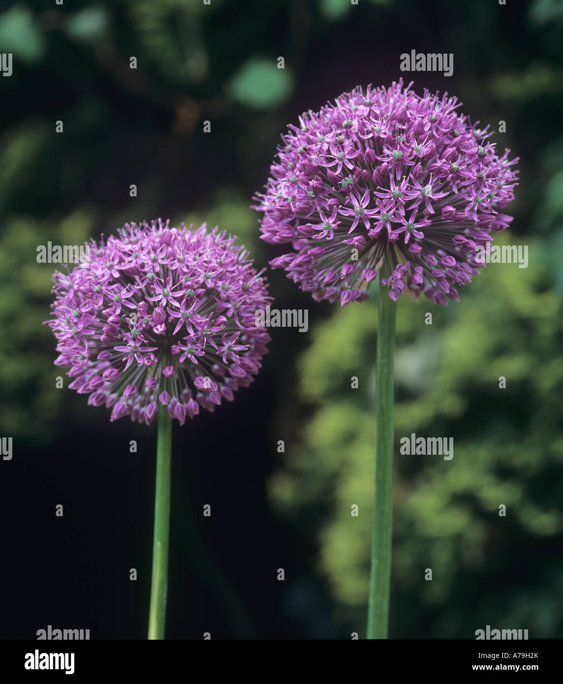 L'allium Lucy Ball capitules Banque D'Images