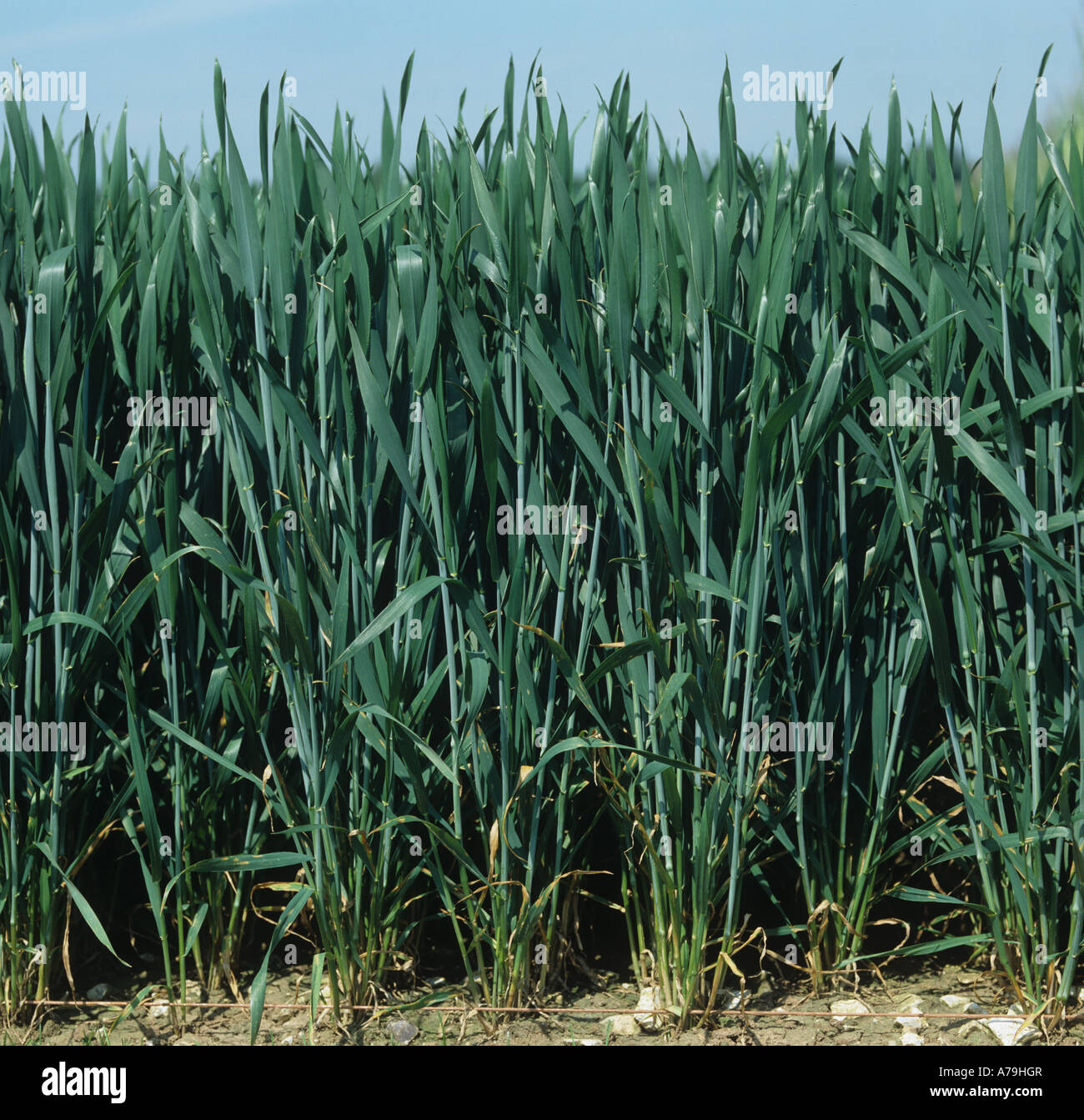 Visage d'une bonne récolte de blé dans la feuille étendard Hampshire Banque D'Images
