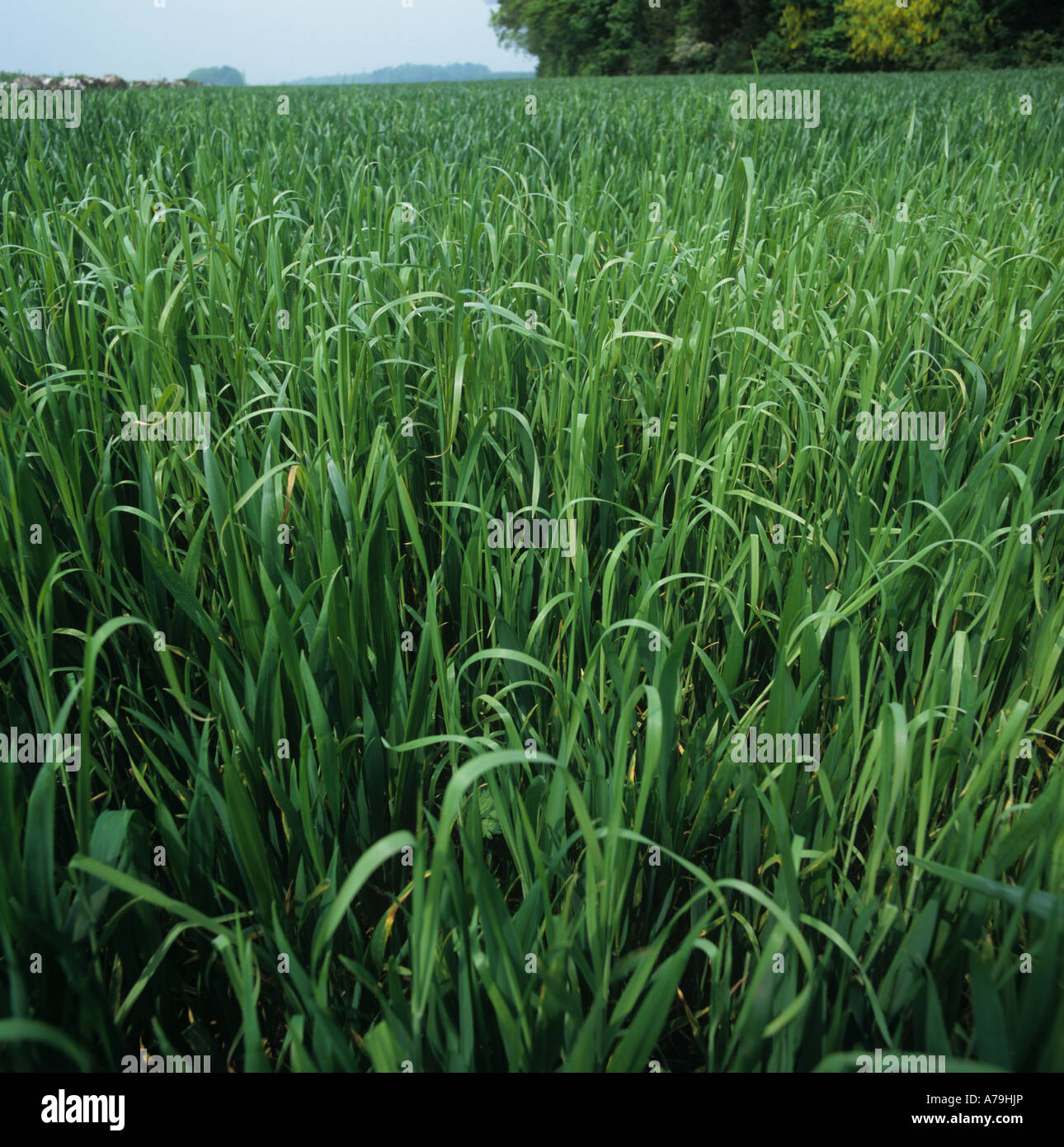 Blackgrass Alopecurus myosuroides des plantes dans une récolte de blé immature Banque D'Images