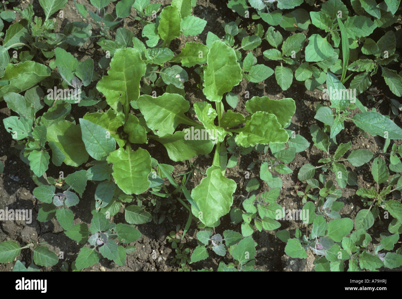 Diverses mauvaises herbes à larges feuilles de betterave à sucre vous en Grèce culture Banque D'Images