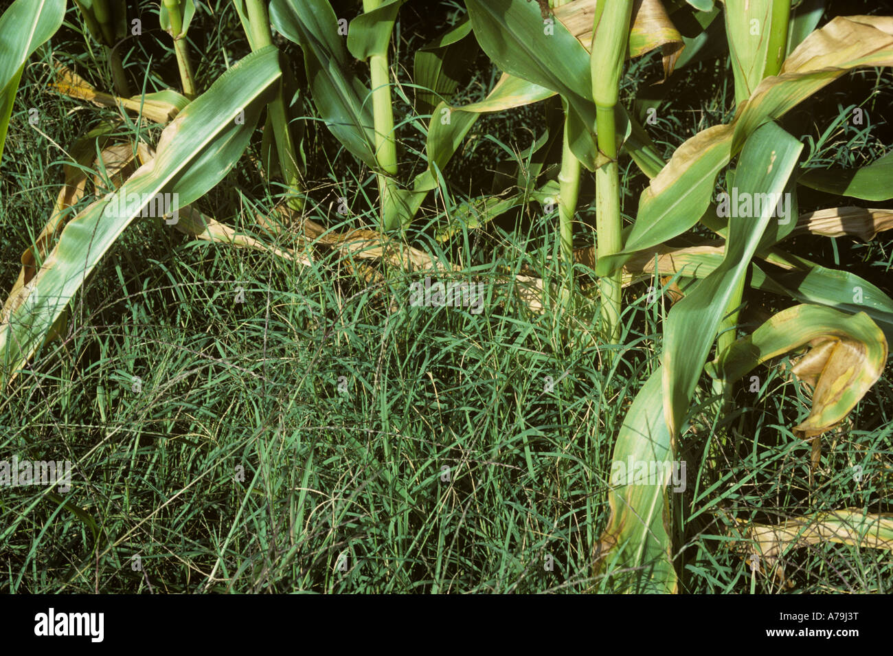 Bermuda Grass Cynodon dactylon les graminées nuisibles à la base d'une récolte de maïs en France Banque D'Images