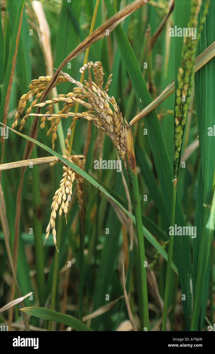 Sarocladium oryzae la pourriture de la gaine de la dernière feuille infectée et oreille de riz aux Philippines Banque D'Images