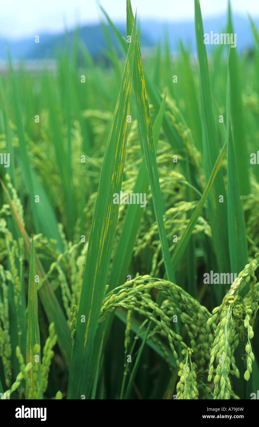 Strie foliaire oryzicola Xanthomonas symptômes précoces sur les plants de riz Banque D'Images