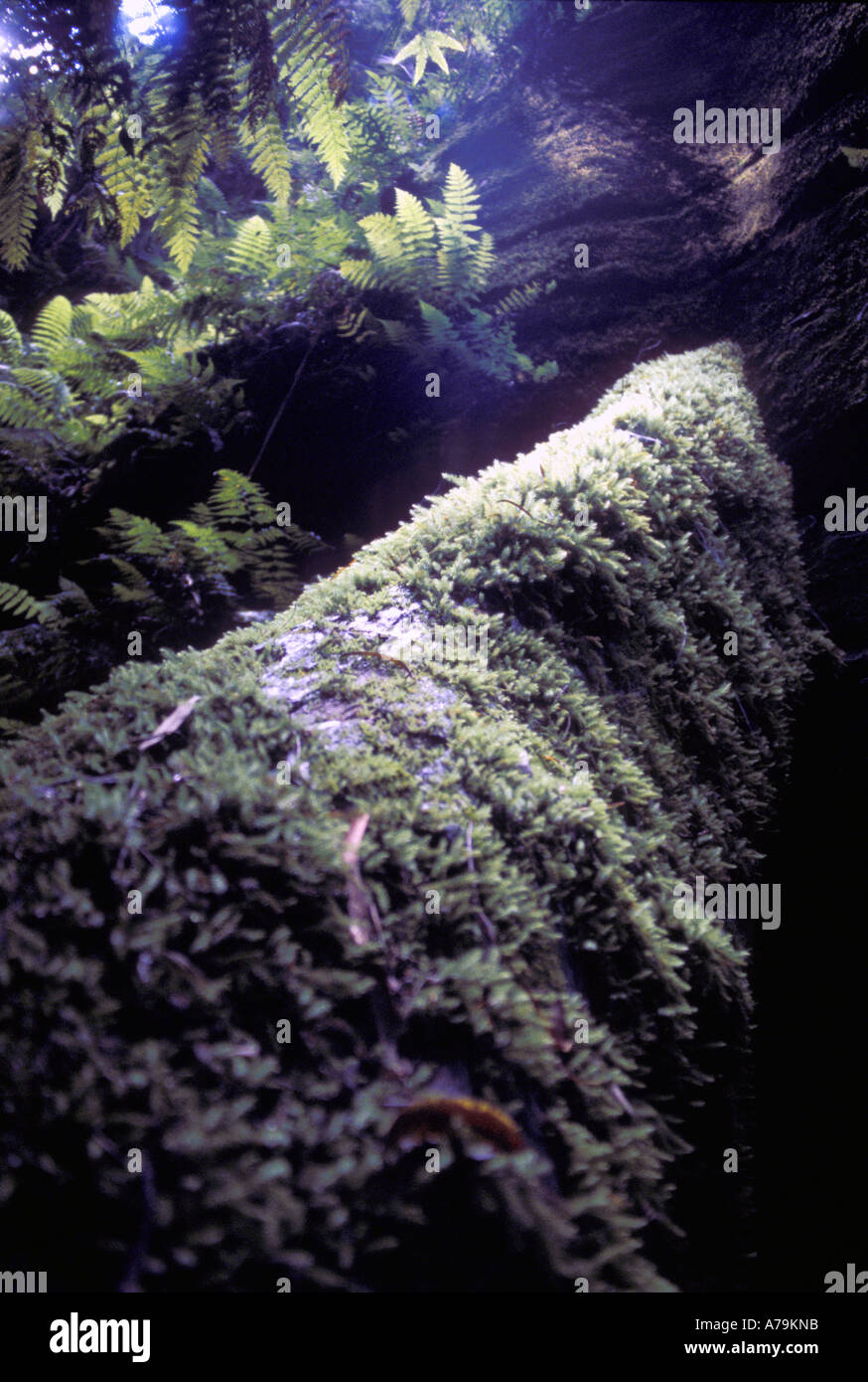 Journal moussue massive coincé dans Starlight Canyon du Parc National Wollemi New South Wales Australie Banque D'Images